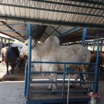SApi PO Gemuk Siap Potong