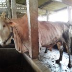 Sapi Kurban Kelompok Ternak Keluarga Sejahtera