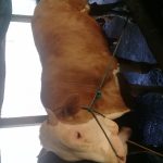 Sapi kurban