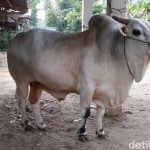 Sapi halal