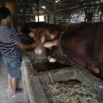 Sapi Montok