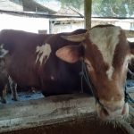 Sapi berkualitas
