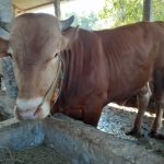 Sapi berkualitas