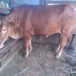 Sapi montok