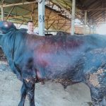 Sapi mumbluk