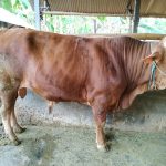 SAPI SIAP QURBAN BOBOT 600 KG