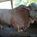 Sapi Qurban Halal berkualitas