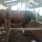 Sapi sehat organik