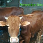 Sapi Qurban sehat halal berkualitas