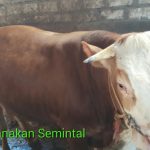 Sapi Qurban Halal berkualitas