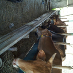 Sapi organik