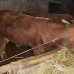 Sapi Petani