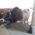 sapi qurban ekstrem