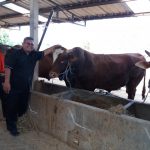 sapi qurban ekstrim