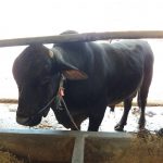 sapi qurban ekstrem