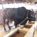 sapi qurban