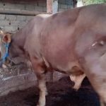 sapi qurban