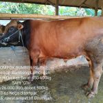 sapi qurban