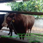 sapi qurban