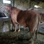 Jual Sapi Qurban dari peternak