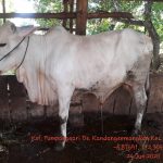 Jual Sapi Qurban