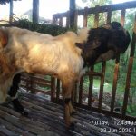 Jual Kambing Qurban