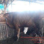 Jual Sapi Qurban