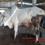 Sapi Qurban