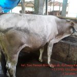 Jual Sapi Qurban