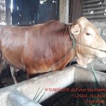Sapi Qurban