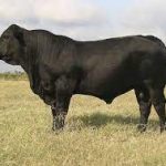 sapi brangus tes