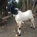 kambing kurban