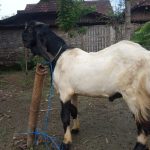 kambing kurban