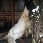 kambing PE