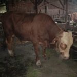 Sapi kurban