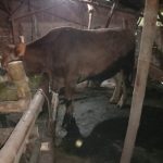 Sapi kurban