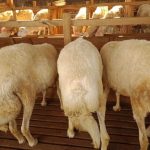 kambing kurban