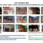 sapi kurban