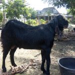 kambing kurban