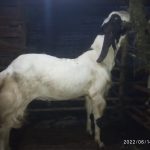 kambing kurban