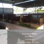 bursa ternak kurban 2023