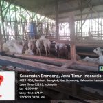 bursa ternak kurban 2023