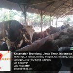 bursa ternak kurban 2023