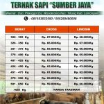 Sedia sapi kurban 2024