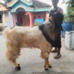 (Pending) Kambing kurban 2024