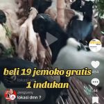 Kambing