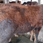 Sedia sapi kurban 2024