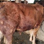 Sedia sapi kurban 2024