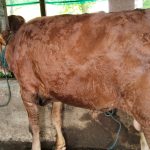 Sedia sapi kurban 2024