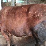 Sedia sapi kurban 2024